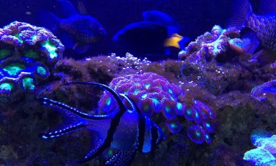 blue-underwater-2021-08-30-00-25-39-utc.jpg